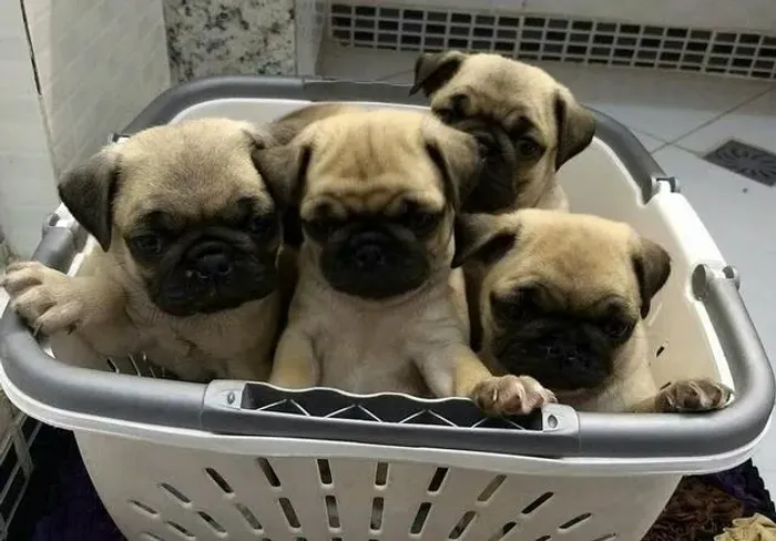 Pug machos e femeas, abricots e pretos,  para maiores informações *