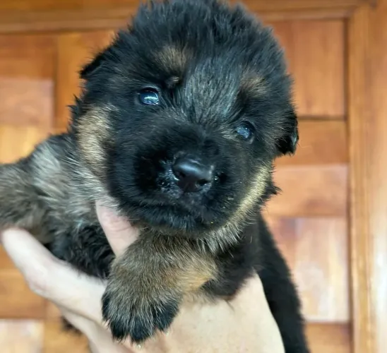 Filhote Rottweiler, O Melhor Presente Que Você Pode Ter Vem Com Quatro Patas!