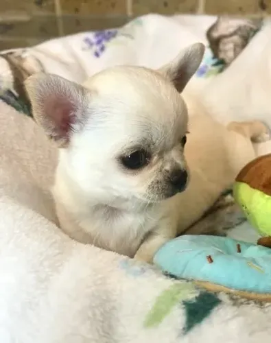 Chihuahua de pelo curto e pelo longo varias cores lindas!!