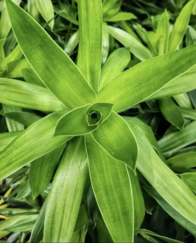 Mudas de Planta Ornamental Dracena verde
