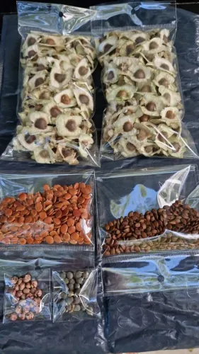 KIT 800 SEMENTES SILAGEM! MORINGA+ LEUCENA + GLIRICÍDIA + GUANDU