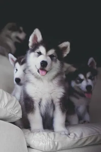  filhotes de Husky Siberiano a família mais gostosa 