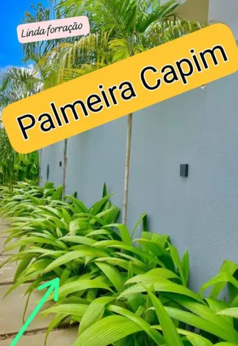 KIT COM 2 (1 Muda de Palmeira Capim 2 helicônias )