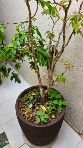 Jabuticabeira híbrida 3 anos