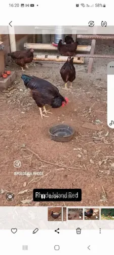 Galinhas Rhode Island Red