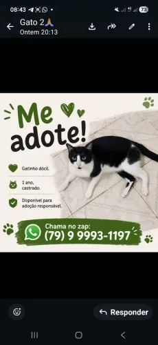 Adoção gato 