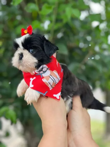 SHIHTZU FILHOTE DISPONÍVEL