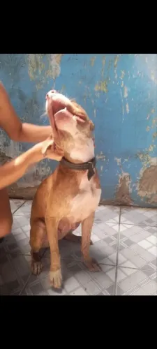 pitbul femia de 2 anos para doação 