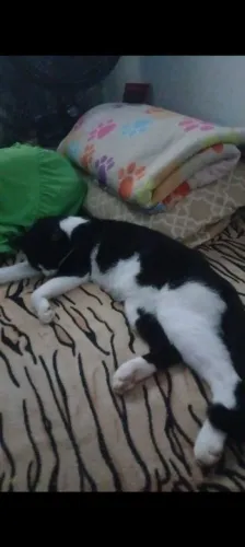 Doando essa gatinha