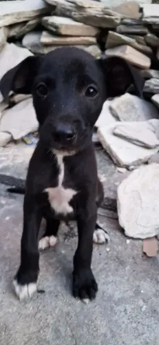 Cachorro de 2 meses procura um lar cheio de amor!