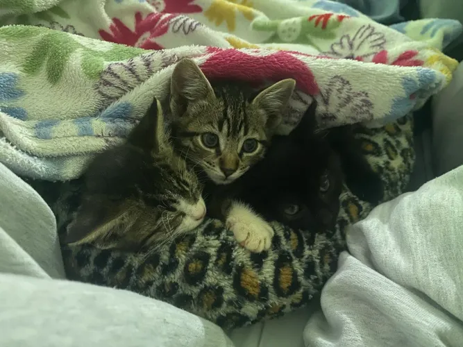 Doação de gatinhos