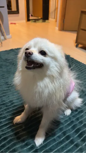 Spitz alemão fêmea mini