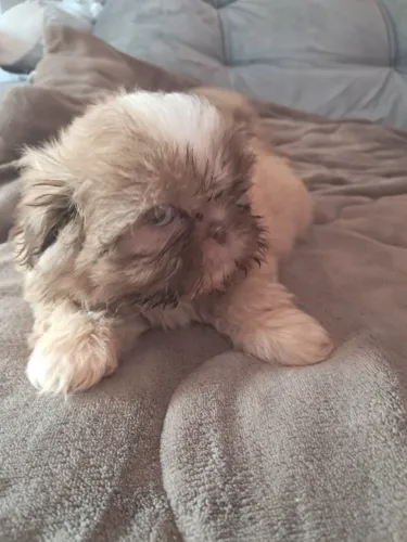 Animais de estimação