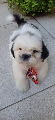 Shih tzu macho