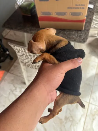 Vendo cachorro da raça Pinscher 0 