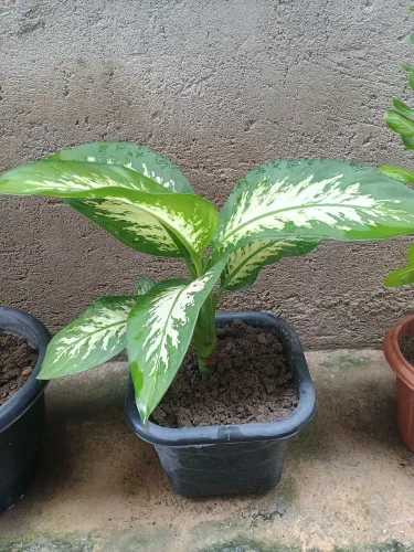 Comigo ninguém pode Planta 