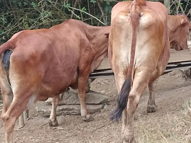 Vendo,duas vacas com previsão de para agosto, vacas de alta produção!! 20a30 kg diario