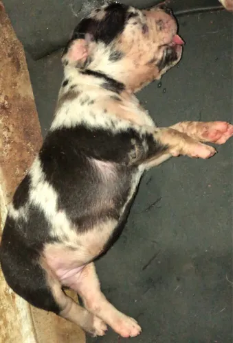 PITMONSTER FILHOTE MERLE
