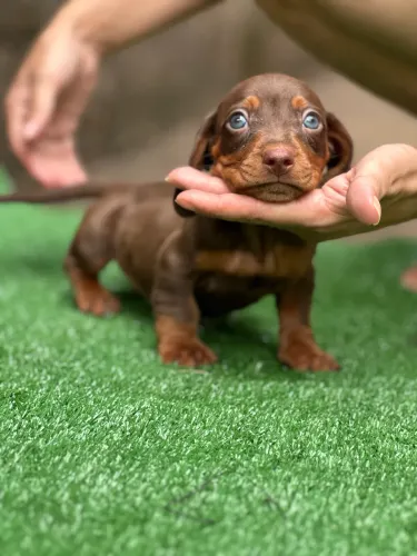 Dachshund/ Cofap chocolate miniatura