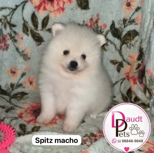 Spitz bebê machinho valor a consultar