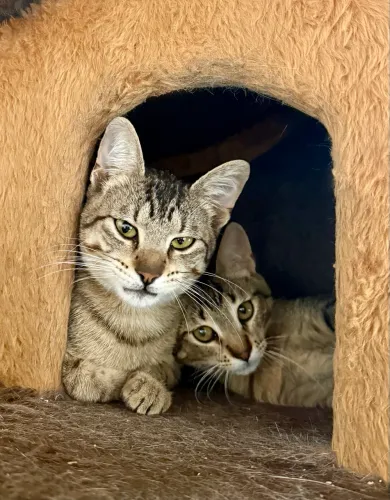 Lindos gatinhos tigrados para adoção