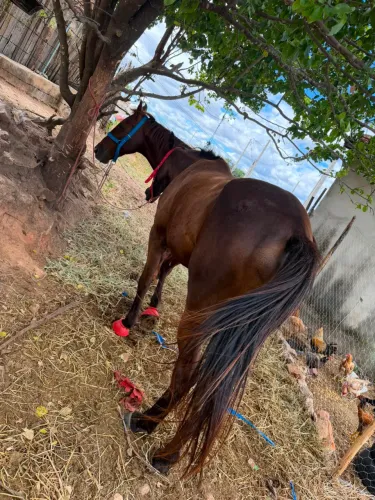 Égua a venda