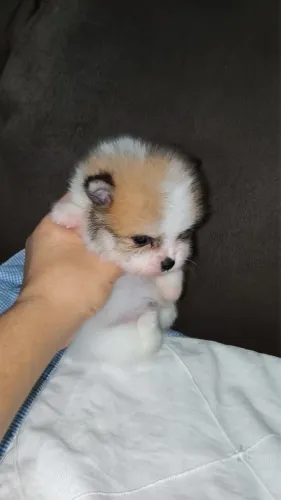 2 Lulu da pomeranea machos