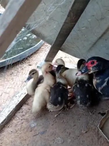 Vende-se patos mestiços misturado com pato do mato