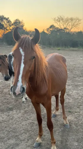 Cavalo Mangalarga Machador