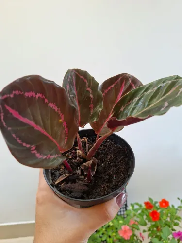 Planta rubi