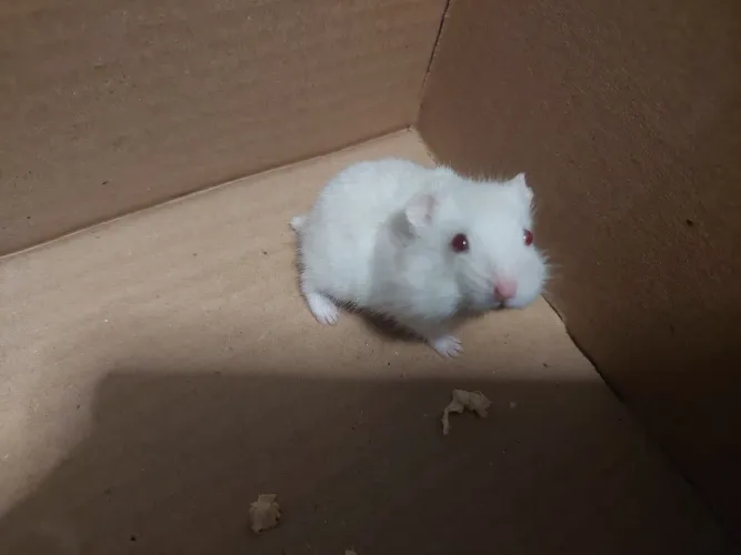 Hamster anão