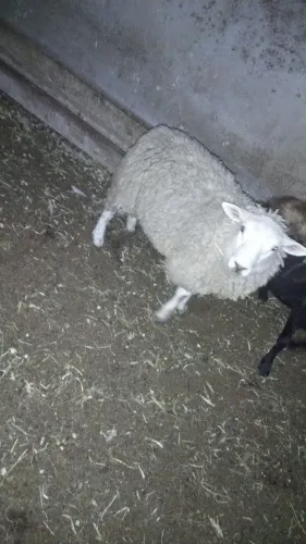 Carneiro texel macho 
