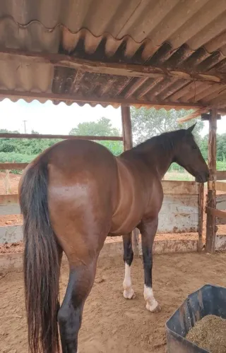 Cavalos ? top  cabras carneiros e novilhas 