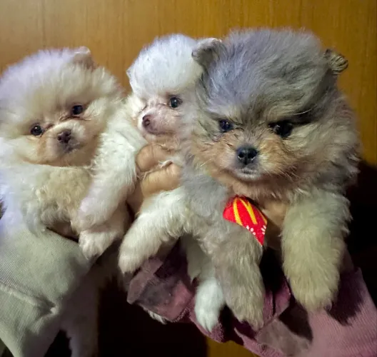 Lindos filhotes de Spitz Alemão 