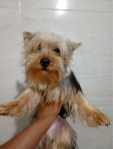 Vendo o cachorro da yorkshire terrie macho