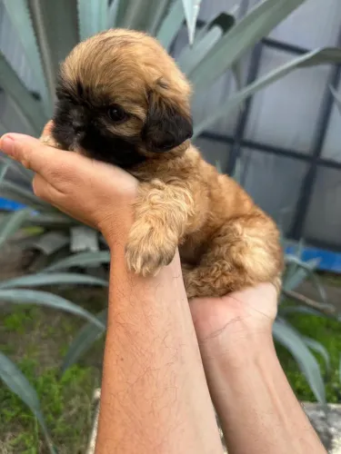 Vendo filhote Shih Tzu fêmea