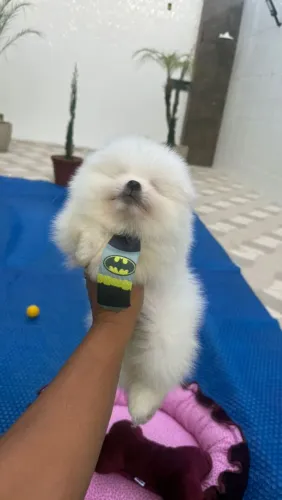 Spitz Alemão ursinho
