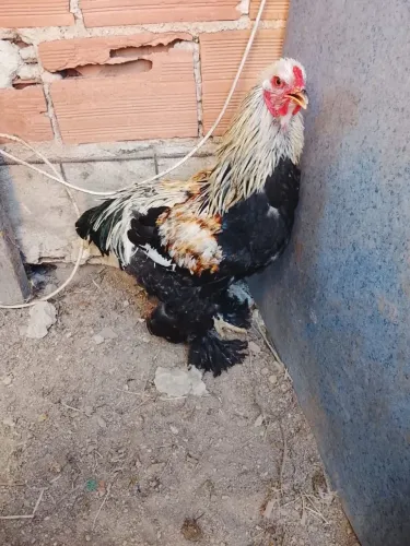 Galo brahma