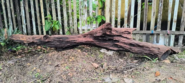 Tronco natural 