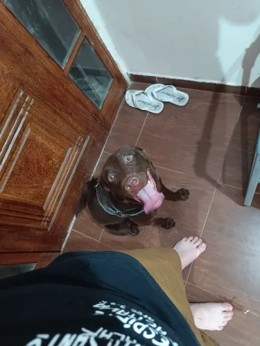 Doação de Labrador x Golden