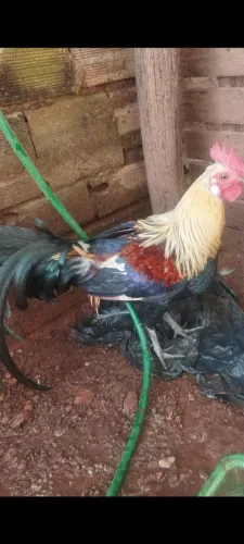 Vendo casal de fenix novos 