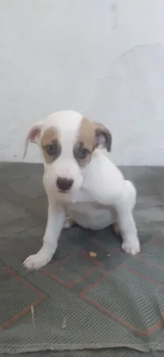 Cabecinha Cara! Papo de milhões.