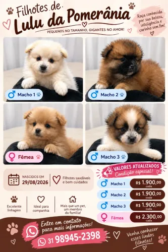 Lulu Pomerania ? CONDIÇÃO ESPECIAL - VALORES ATUALIZADOS ?