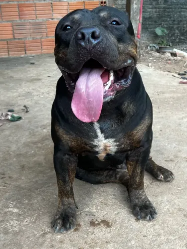 Cachorro