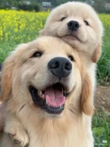 Golden Esse cachorro está surpreendendo desde o primeiro momento