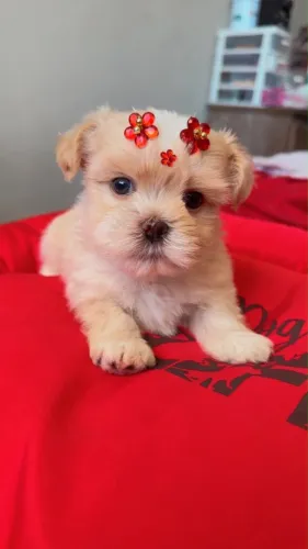Vende-se linda filhote de shih tzu fêmea 