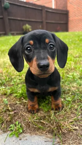 Dachshund ideal para sua companhia diária