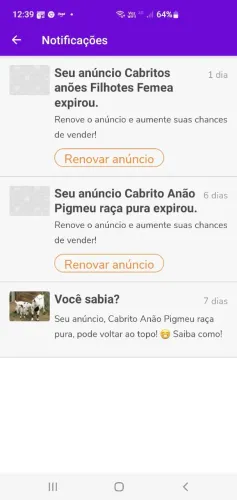 Cabrito  Anão filhote PO
