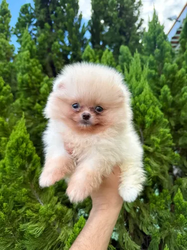 Spitz alemão anão macho com pedigree CBKC