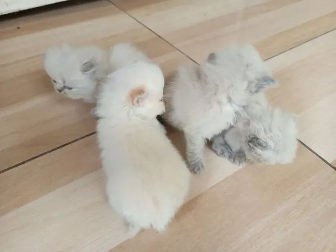 Gatos persa lindíssimos